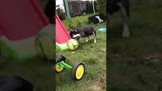 Smart dogs are cute and funny 2021#shorts
