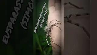 #spider #ara&ntilde;as #пауки Eusparassus dufouri, eusparassus walckenaeri🕷️