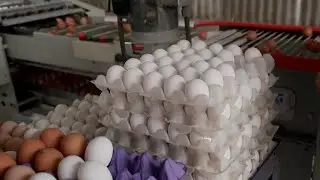 What is causing egg prices to be so high?