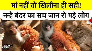 Japanese Zoo में मां से बिछड़े Baby Monkey Punch की कहानी देखकर Internet क्यों रो रहा है?