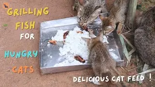 Grilling Fish for Hungry Cats  Delicious Cat Feed