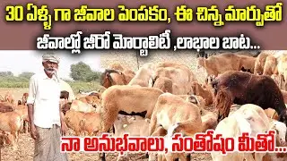 30 ఏళ్ళ గా జీవాల పెంపకం ఈ చిన్న మార్పుతో లాభాల బాట | Sheep & Goat Farming |  Raithe Raju