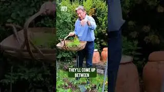 Why your garden needs Catch Crops! #gardeningadvice #green #growyourownfood