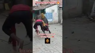 बैलाचा राग बघा 😱बैलगाडा शर्यत|Bailgadashariyat #bailgadasharyat #bailgadasharyatlivetoday #bakasur