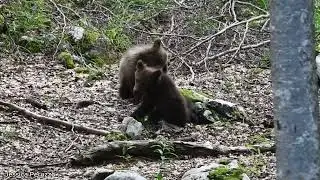 Bear cubs playing