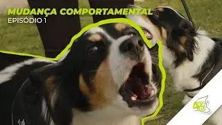 Mudança Comportamental: Cão super reativo que já atacou membros da família!