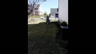 Moving a large fig tree