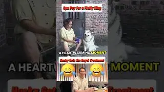 Spa Day for a Fluffy King: Husky Gets the Royal Treatment #shorts #pets #dog #fluffyfriend