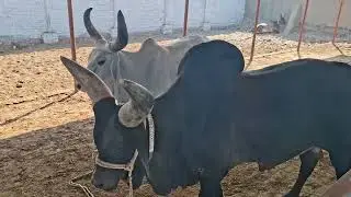 Happy Cows & Buffalos: Farm Life Adventures!खुश गायें और भैंसें 🐄🐃 | फार्म लाइफ के मज़ेदार पल |