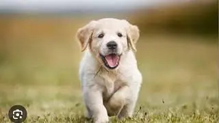#pyare pyare kutte #viral #trending #cute #river #Banas