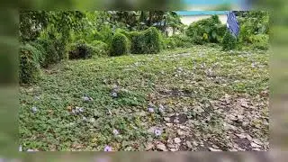 Nature taking back it's resources