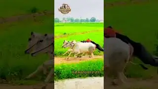 bullock cart race #ytshorts #shorts #shortvideo #bullockcart