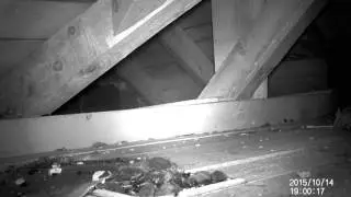 Beech Marten in attic infra red