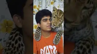 AI is dangerous? When the Leopard Filter Gets TOO Real...🐆😳 #Leopard #Leopardleap  #roshronrockzz