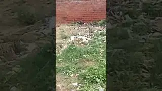 Nigerian farming