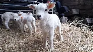 Lambs jumping around #shorts