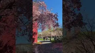 April showers bring May flowers to the HBS campus!🌸 #LifeAtHBS