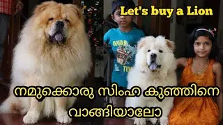 വീട്ടിൽ ഒരു സിംഹ കുട്ടിയെ വളർത്തിയാലോ|Chow Chow Dog kerala|