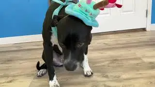Hounds Town Aurora | Birthday Video Frank 2025