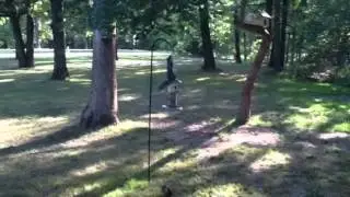 Bird seed thieves