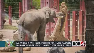 ABQ BioPark elephant tests positive for tuberculosis