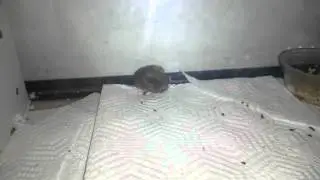 Petsmart Mice mating