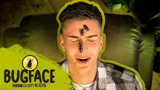 Can Lee Hinchcliffe Stomach These STAG BEETLES? | Bugface | BBC Earth Kids
