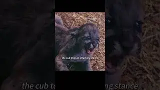Dog dad fights brown bear for four leopard cubs!#animals