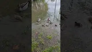 Wood ducks with ducklings 🐥.!!!.At Taylor's Lake linear Park.