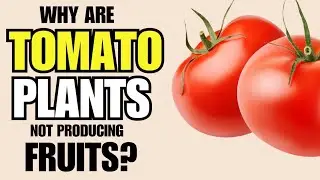Why my Tomato Plants are not Producing Tomatoes?