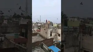 Imran Bhai Kay Kabuter 🚫//#viral #trending #pigeon #amroha
