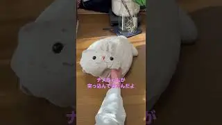 年明けからケンカするしろたん
