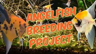 Angelfish Breeding Project