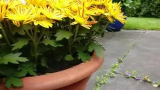 Oneplus 3 4k Video Test