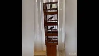 Timbrados Español Original