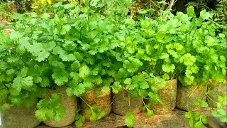 How to Grow Coriander/Cilantro/Dhaniya at Home Very Easily.