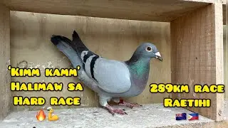 289km Race Raetihi all the way head wind🇳🇿🇵🇭 GRABE TALAGA SI ‘KIMM KAMM’ ANG LAKAS💪 #unoloft