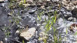 Governor Strickland, watch this: Toxic coal slurry spill in Ohio
