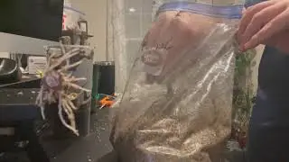 Rooting fig cuttings in a freezer bag   1080WebShareName