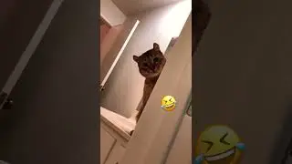 Peekaboo Cat 🤣 #shorts