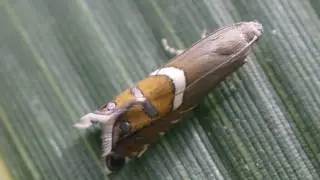 ナミホソハマキモドキ Glyphipterix semiflavana
