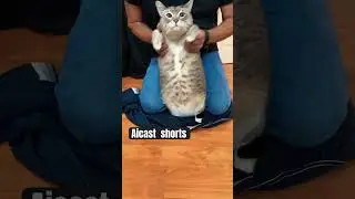 When Your Cat Becomes a Disco Star 💃🐾😂 #Shorts