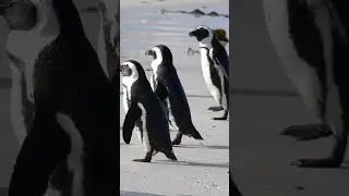 Penguins Gives This As A Gift!🐧💎 Fun Animal Fact for Kids