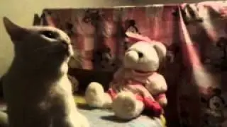 My cat training to beat up cat7thst