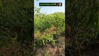 મરચા ની સફળ ખેતી 🌶️👳🌱#khedut #farming #keti #મરચા #agriculture