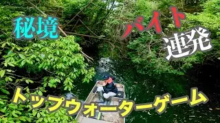 【バイト連発】トップウォーターに出る瞬間が堪らない！