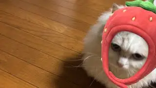 猫女王様とATMと私 がライブ配信中！今年最後のスナック優子！19時から！