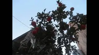 الحاج عبد المجيد البيلاوي ٩٢