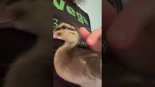 Duckling time 🧡🍑🦆. Miss Peach Has Some Words For Y&rsquo;all