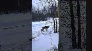 SECURITY CAMERA TIMBERWOLF!#timberwolves #wolf #thenorth